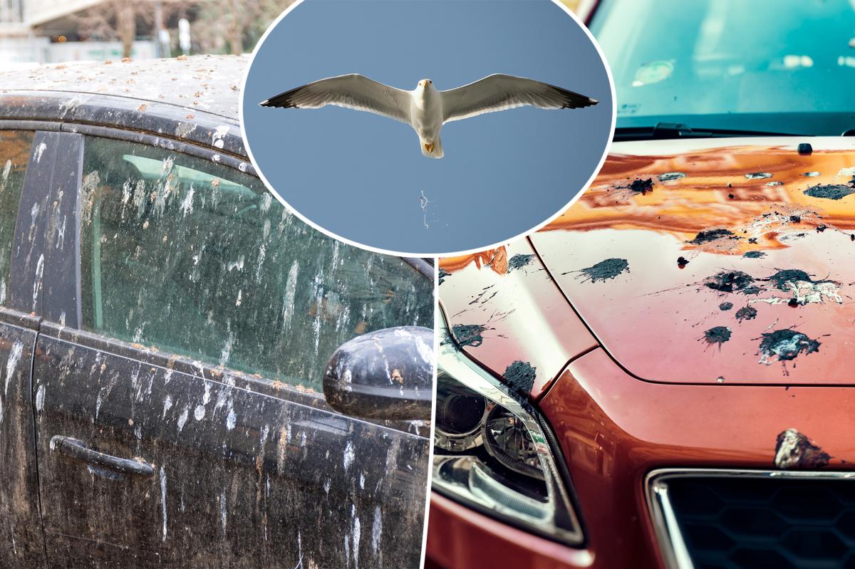 Birds are most likely to poop on these cars: study